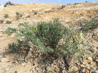 Astragalus racemosus, photographed by Cecelia Alexander