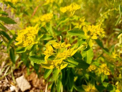 Euphorbia epithymoides, photographed by Werner Schuster
