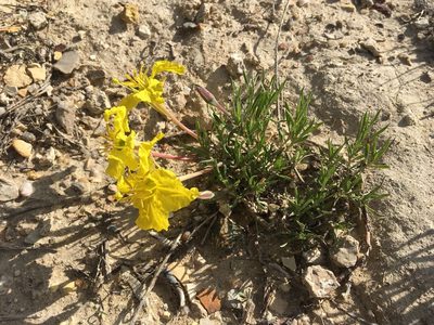 Oenothera lavandulifolia, photographed by Cecelia Alexander