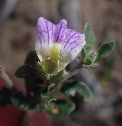 Blepharis integrifolia, photographed by Nicola van Berkel