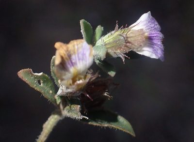 Blepharis integrifolia