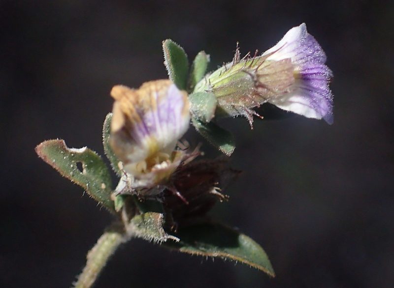 Blepharis integrifolia, photographed by Nicola van Berkel