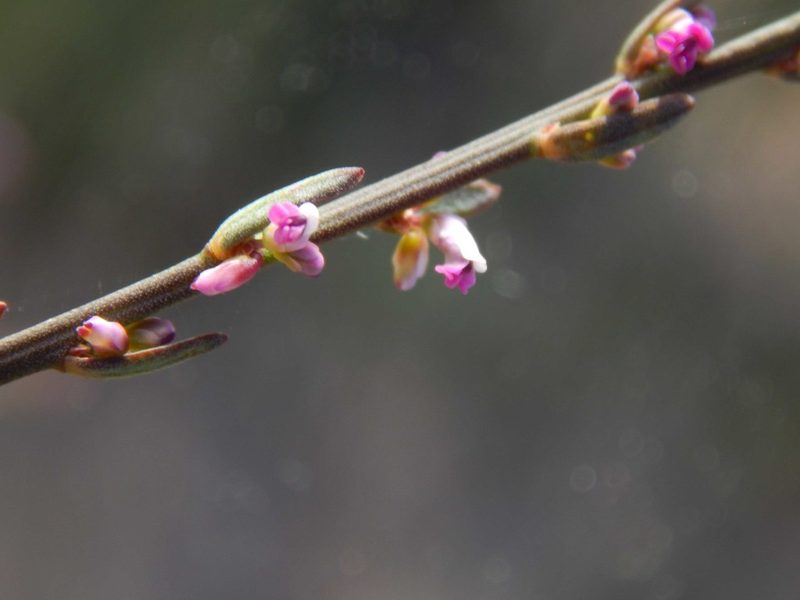 Muraltia striata, photographed by melda
