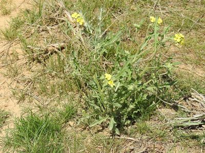 Sterigmostemum caspicum, photographed by Konstantin Grebennikov