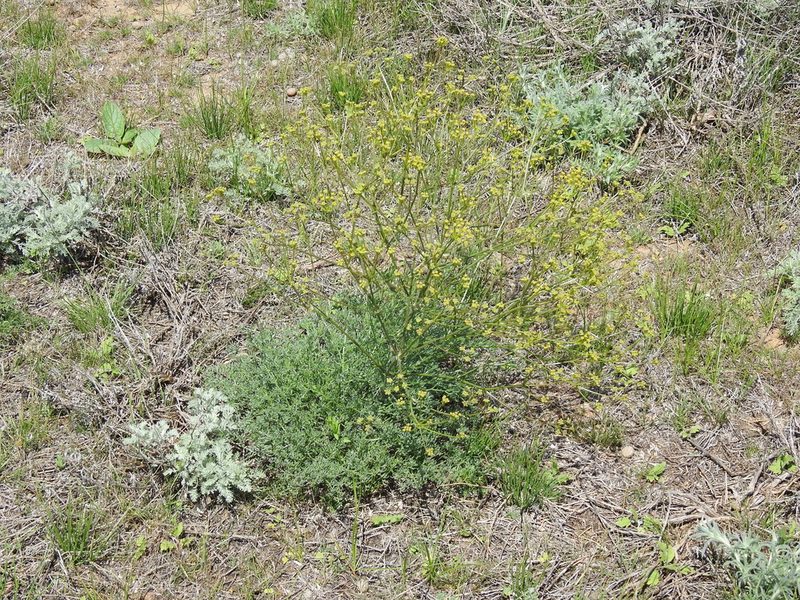 Prangos odontalgica, photographed by Konstantin Grebennikov