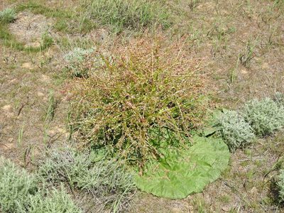 Rheum tataricum, photographed by Konstantin Grebennikov