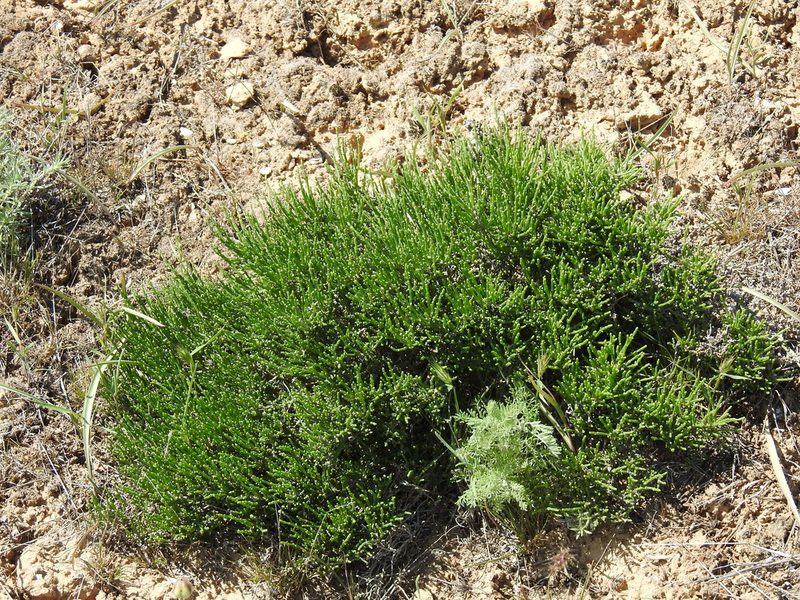 Anabasis salsa, photographed by Konstantin Grebennikov