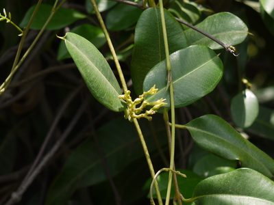 Cryptolepis dubia, photographed by Dinesh Valke