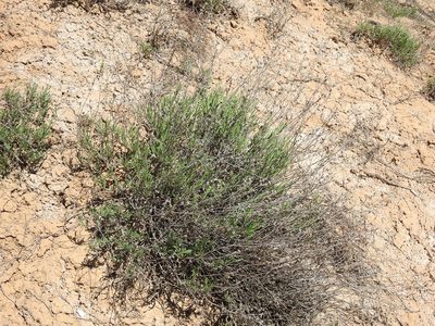 Limonium suffruticosum, photographed by Konstantin Grebennikov