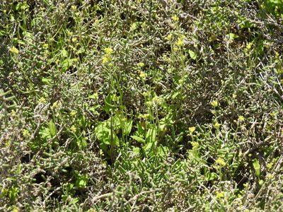 Olimarabidopsis pumila, photographed by Konstantin Grebennikov