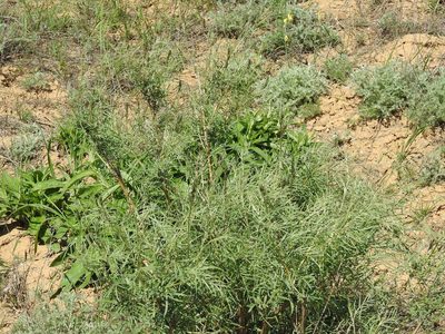 Astragalus brachylobus, photographed by Konstantin Grebennikov