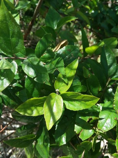 Sageretia minutiflora, photographed by Will McFarland