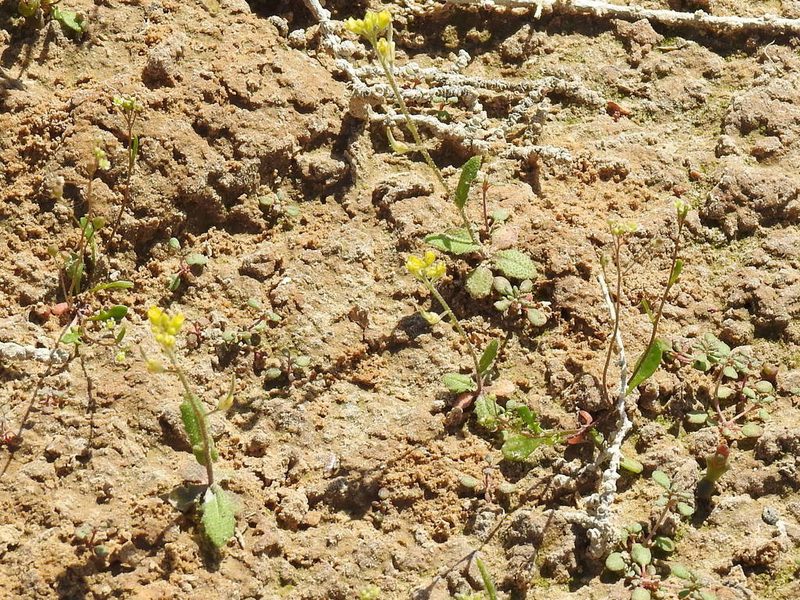 Olimarabidopsis pumila, photographed by Konstantin Grebennikov