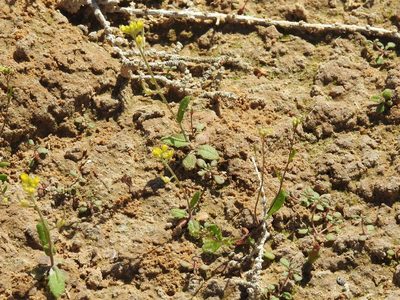 Olimarabidopsis pumila, photographed by Konstantin Grebennikov