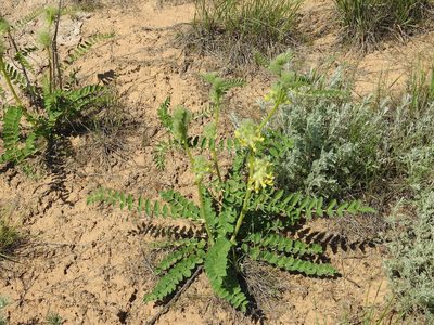 Astragalus vulpinus, photographed by Konstantin Grebennikov