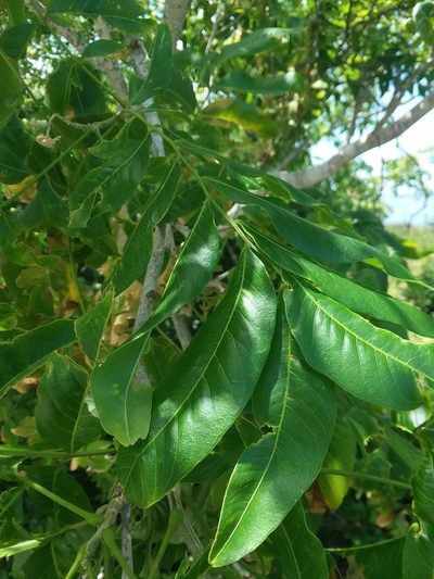 Sapindus marginatus, photographed by Will McFarland