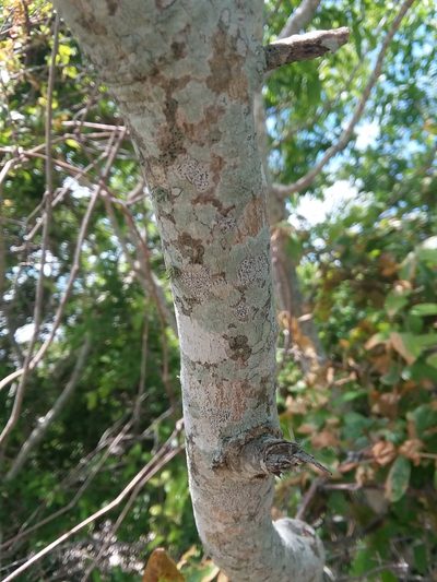 Sapindus marginatus, photographed by Will McFarland