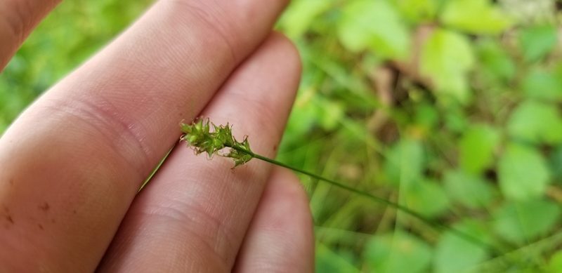 Carex texensis, photographed by Josh