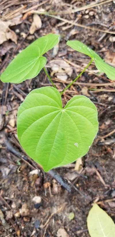 Dioscorea quaternata, photographed by Josh