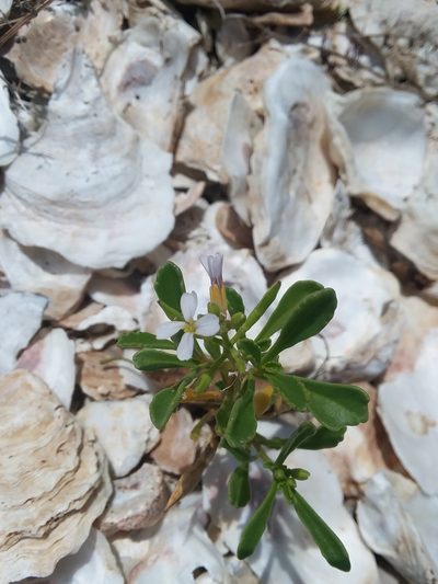 Cakile constricta, photographed by Will McFarland