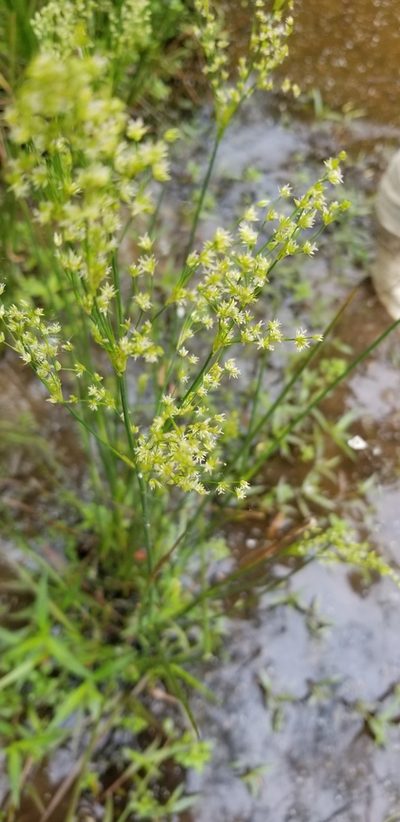 Juncus trigonocarpus, photographed by Josh
