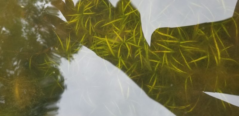 Juncus repens, photographed by Josh