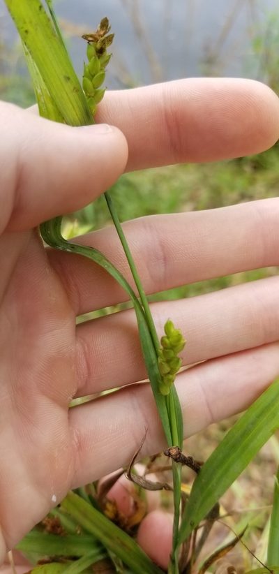 Carex pigra, photographed by Josh
