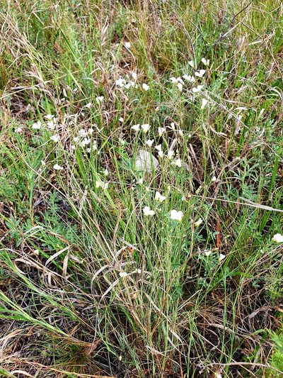 Eremogone procera, photographed by Анна Митрошенкова
