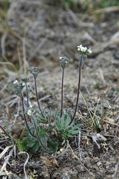 Draba yukonensis, photographed by Syd Cannings