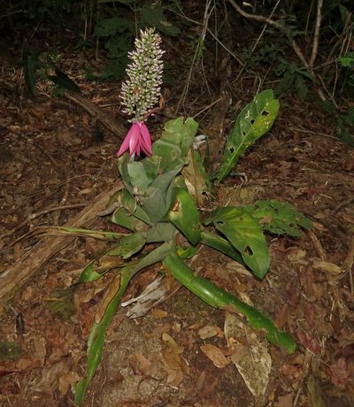 Aechmea castelnavii, photographed by Sidnei Dantas
