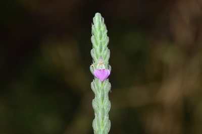 Rostellularia quinqueangularis, photographed by S.MORE