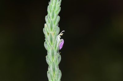 Rostellularia quinqueangularis, photographed by S.MORE
