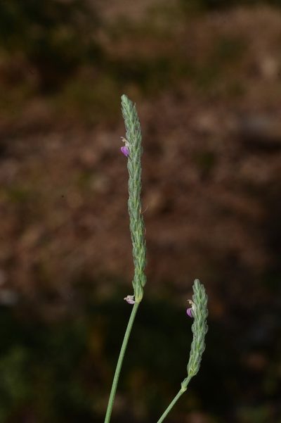 Rostellularia quinqueangularis, photographed by S.MORE