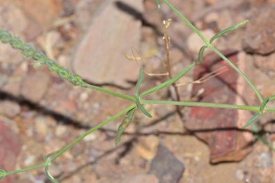 Rostellularia quinqueangularis, photographed by S.MORE