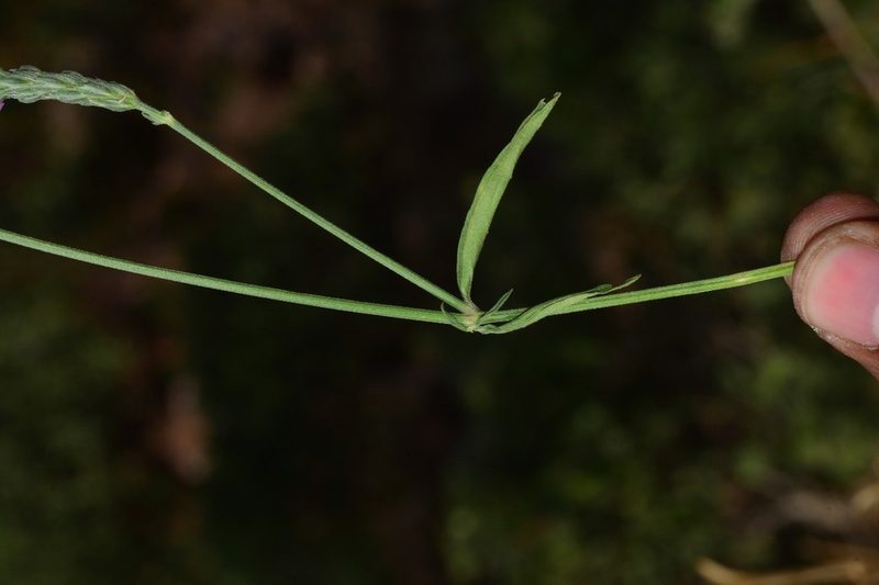 Rostellularia quinqueangularis, photographed by S.MORE