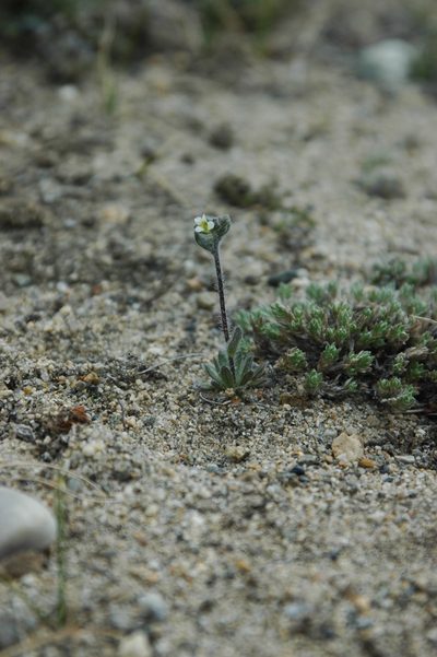 Draba yukonensis, photographed by Syd Cannings