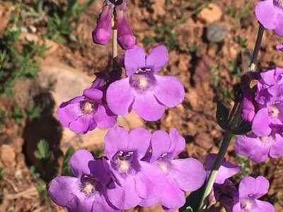 Penstemon secundiflorus
