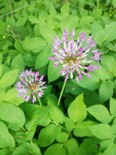 Allium rosenorum, photographed by Екатерина Кропочева