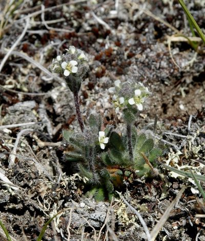 Draba yukonensis, photographed by Syd Cannings