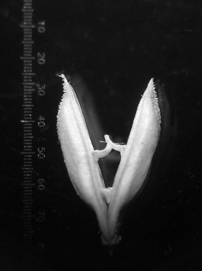 Rostellularia quinqueangularis, photographed by S.MORE