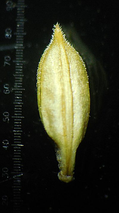 Rostellularia quinqueangularis, photographed by S.MORE