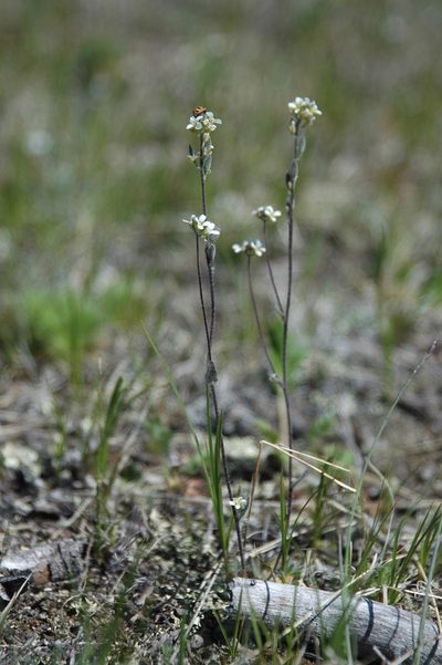Draba yukonensis, photographed by Syd Cannings