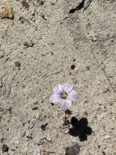 Linanthus orcuttii, photographed by Sula Vanderplank