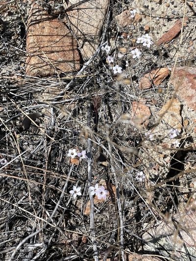Linanthus orcuttii, photographed by Sula Vanderplank