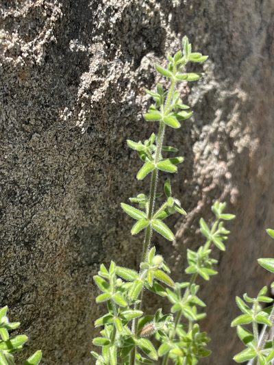 Trichogalium martirense, photographed by Sula Vanderplank