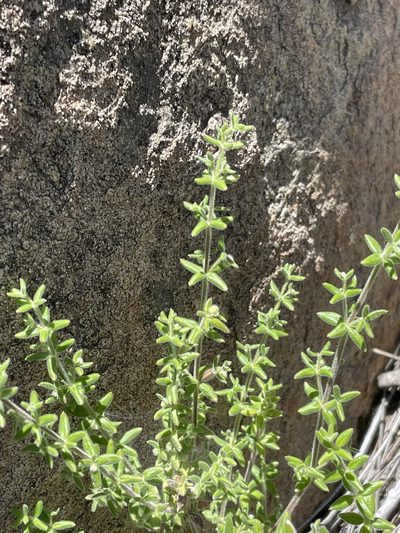 Trichogalium martirense, photographed by Sula Vanderplank