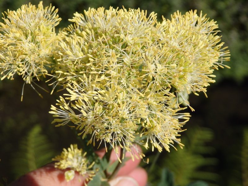 Thalictrum speciosissimum, photographed by Carminda Santos