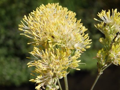 Thalictrum speciosissimum, photographed by Carminda Santos