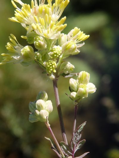 Thalictrum speciosissimum, photographed by Carminda Santos