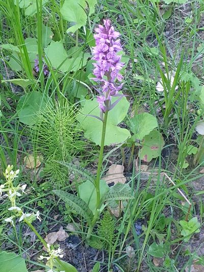 Dactylorhiza urvilleana, photographed by Дауд Арсанукаев